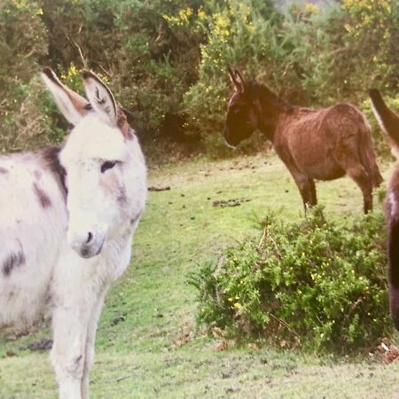 Shorefield Country Park, Where The New Forest Meets The Sea, Passes For All Entertainment Included Милфорд он Сий Екстериор снимка