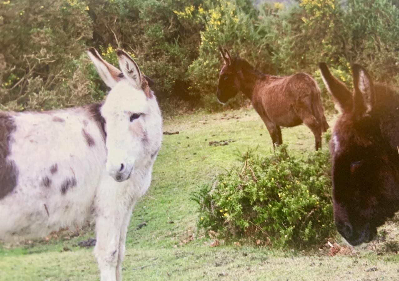 Shorefield Country Park, Where The New Forest Meets The Sea, Passes For All Entertainment Included Милфорд он Сий Екстериор снимка